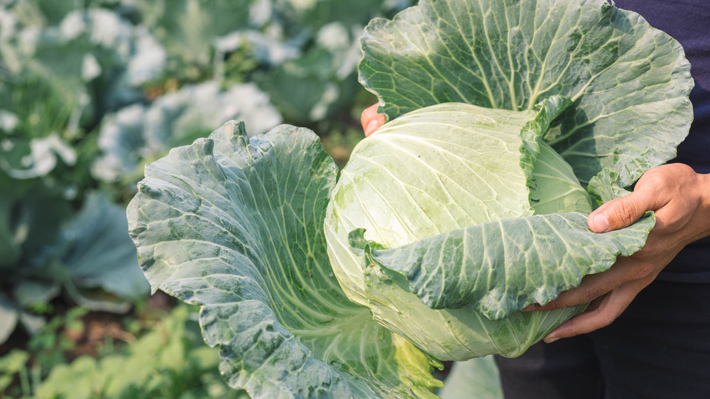 Farmer holding head of cabbage in a field