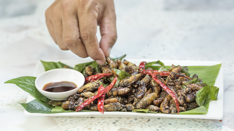 fried cicadas