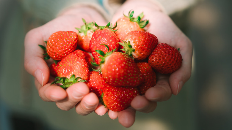 Hands holding a stack of fresh strawberries.