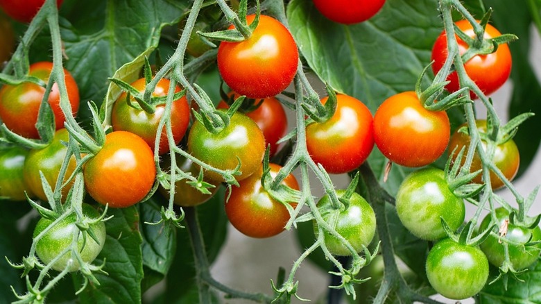 Cherry tomatoes on the vine