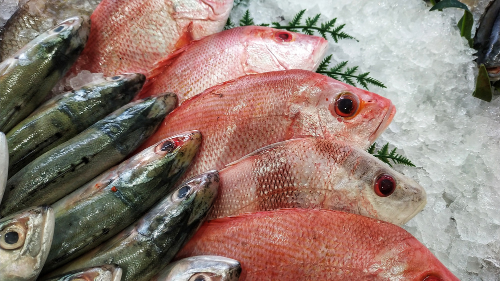 fish sitting on ice