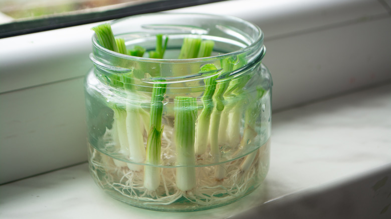 scallions growing in glass jar