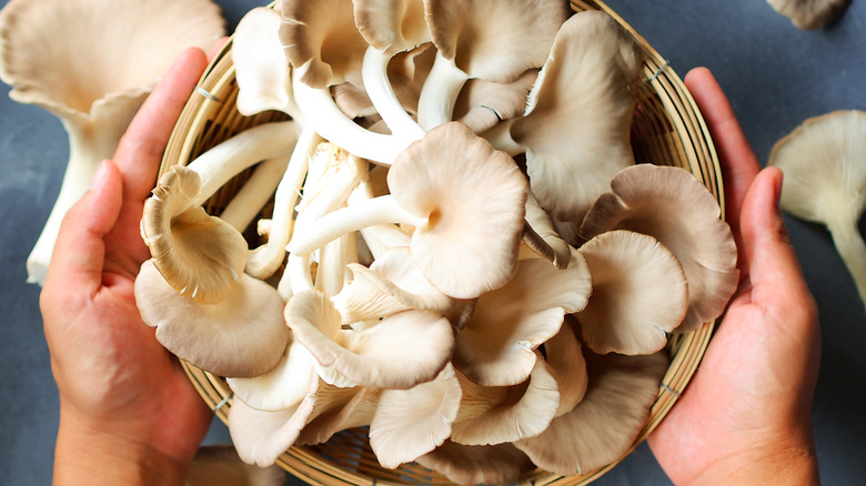 Bowl of oyster mushrooms