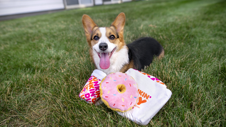 A happy dog with Dunkin's new dog toys