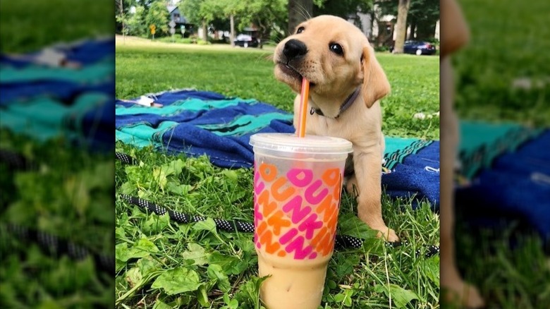 Puppy sipping coffee from Dunkin'