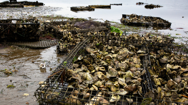 Beds of oyster farms in Wellfleet, Massachusetts with shellfish in metal boxes submerged in water.