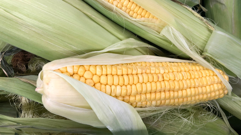 corn in a husk