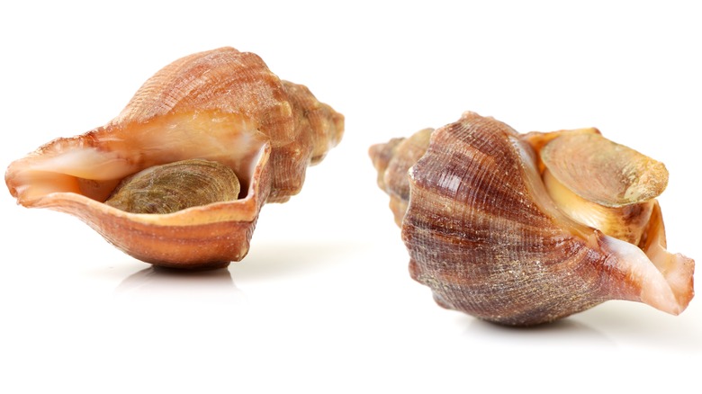 Conch shells 