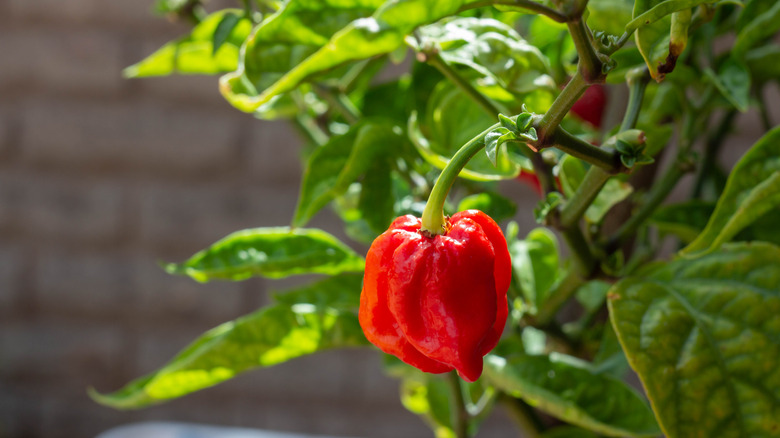 carolina reaper pepper growing