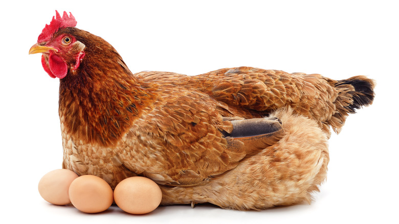 A hen and her eggs