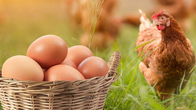 Hen next to large basket of eggs