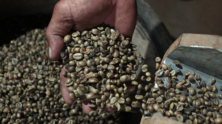 hand holds robusta coffee beans