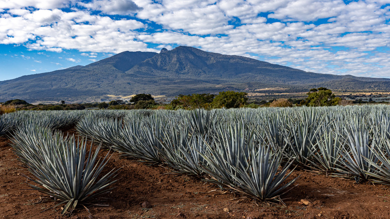 Agave fields