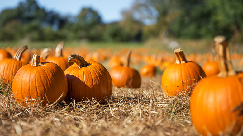 straw in a pumpkin patch