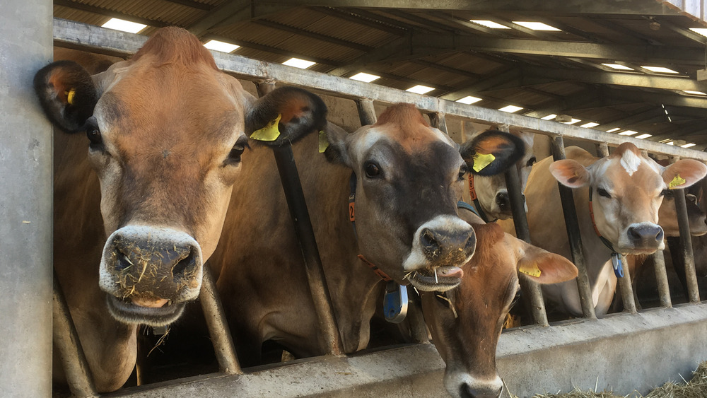 Channel islands cows, which produce A2 milk