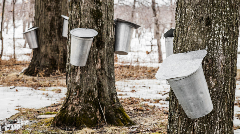 Maple trees tapped for syrup