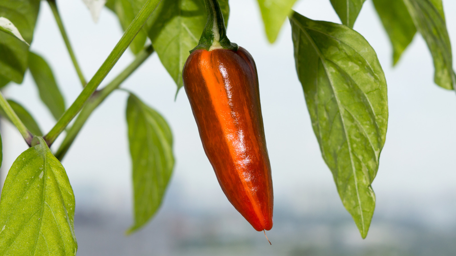 Everything You Need To Know About Fish Peppers