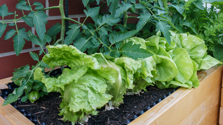 Small home garden of lettuce