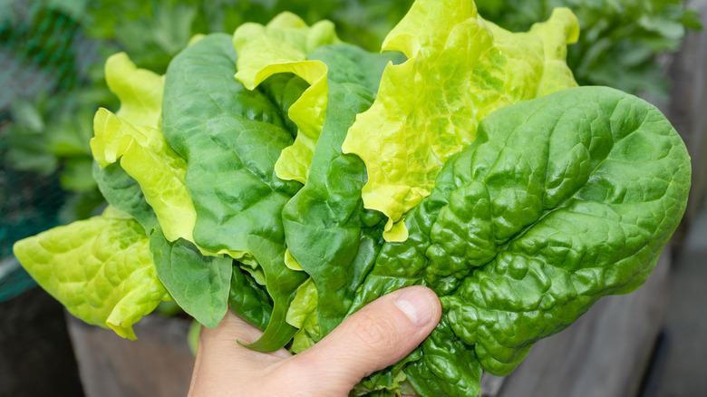 Hand holding a variety of lettuce leaves
