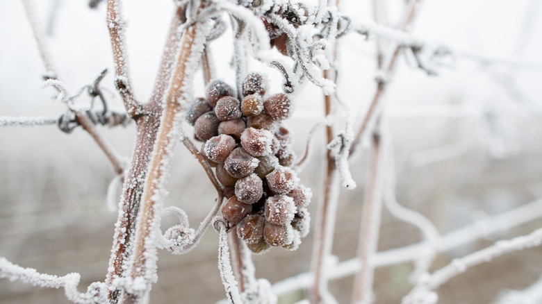 Frozen grapes to make ice wine with