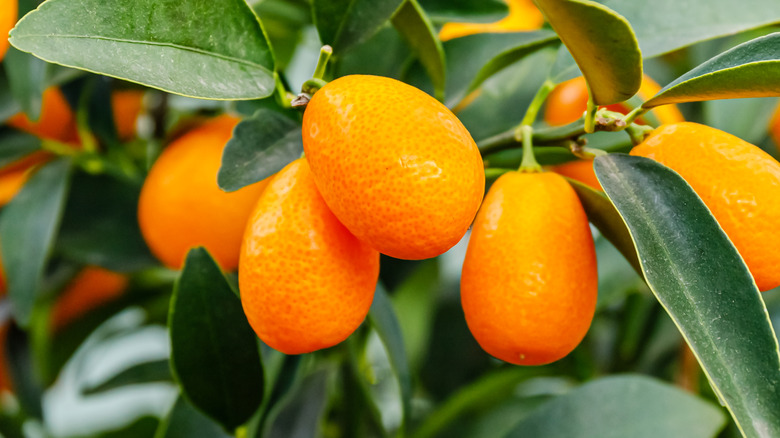 Kumquats on tree