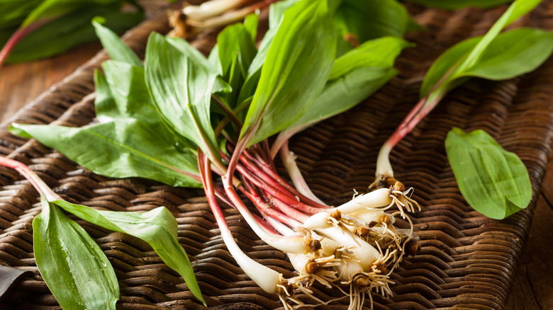 Freshly picked ramps