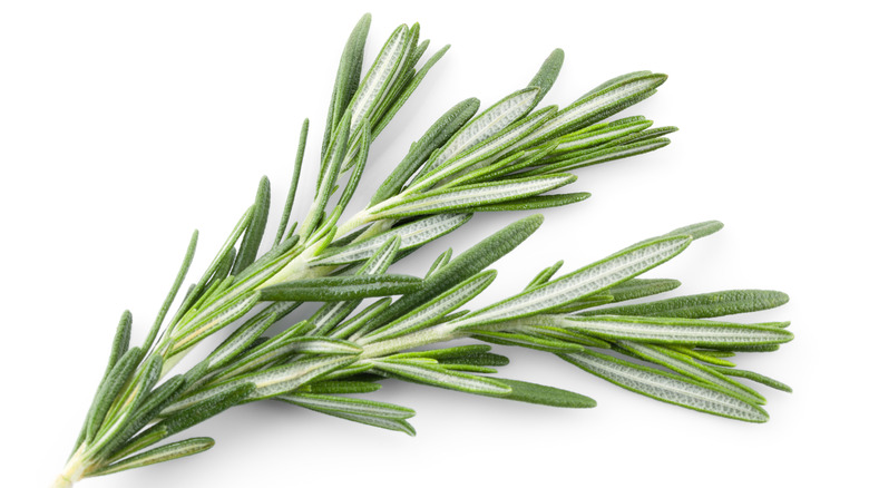 Sprig of rosemary on white background