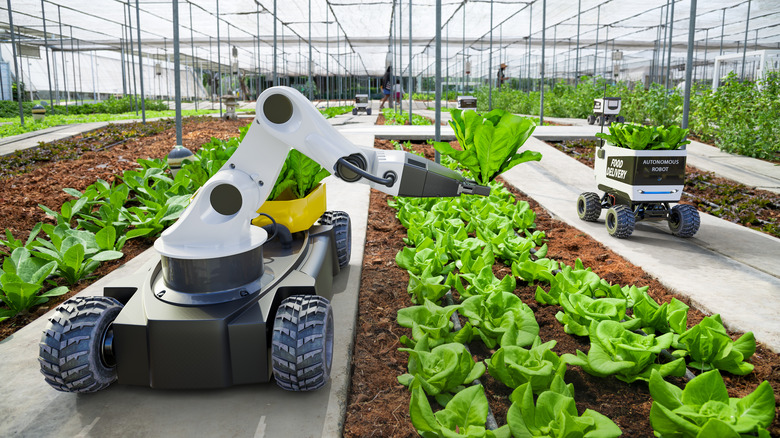 green lettuce growing in the ground picked by machine