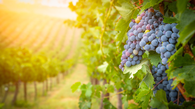 Grape plant on a vineyard