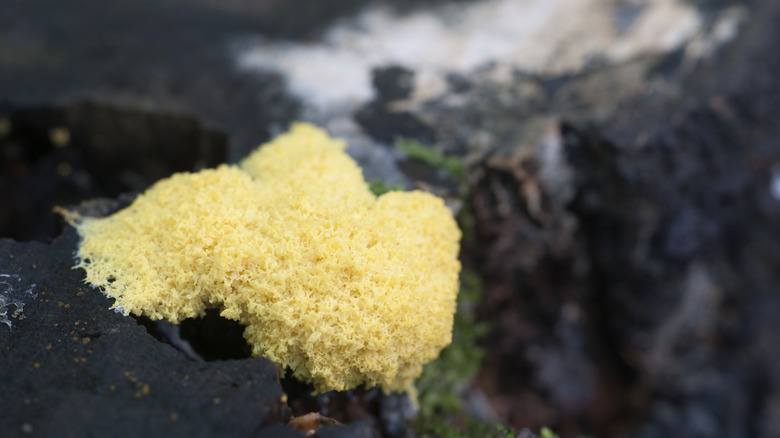 buttery Fuligo Septica on a rock