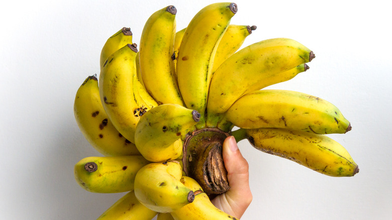 Hand holding Gros Michel bananas
