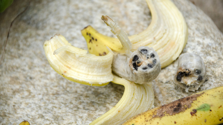 Partly peeled wild banana