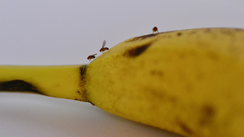 Fruit flies on a banana