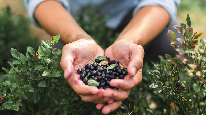 person with handful of wild blueberries