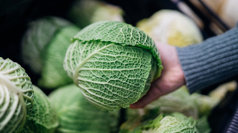 Hand holding green cabbage