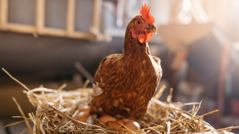 Hen laying eggs
