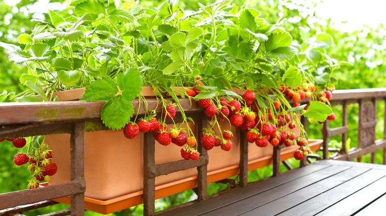 strawberry plants on balcony