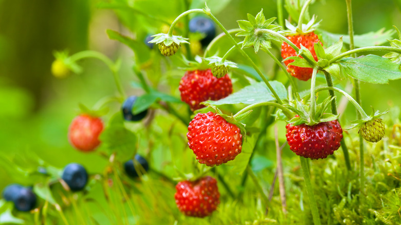 wild strawberries