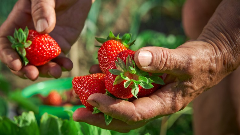 person holding strawberries in hands
