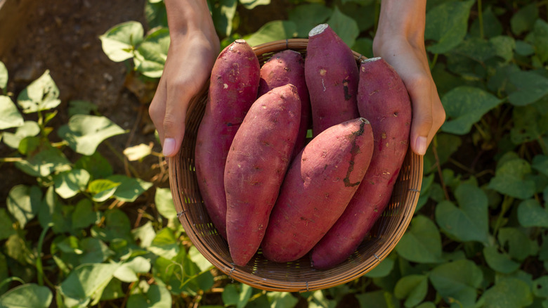person holding bowl of sweet potatoes