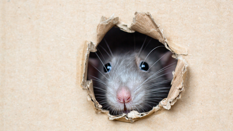 Rat peeking through box hole