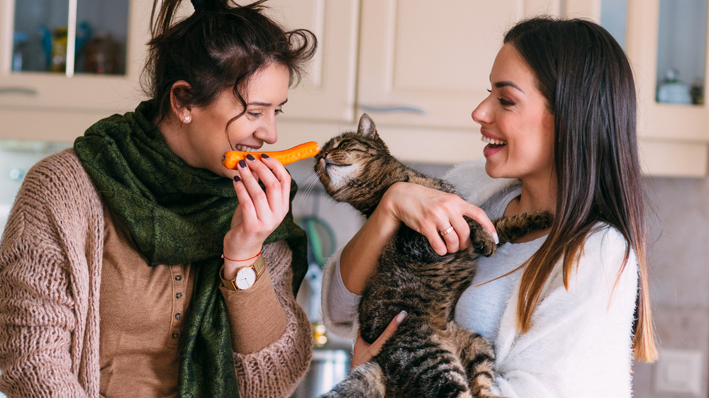 Women playing with a cat in their kitchen