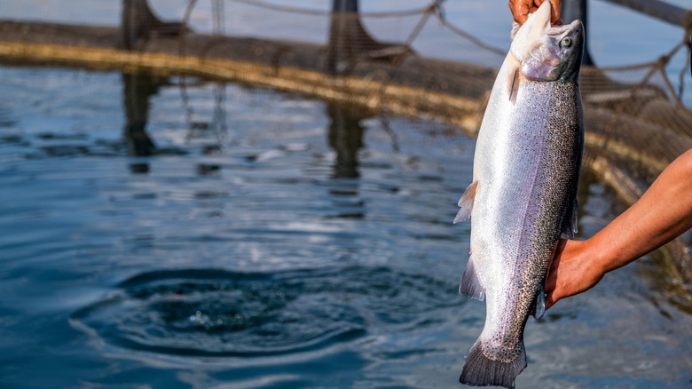Fish pulled out of fish farm tank