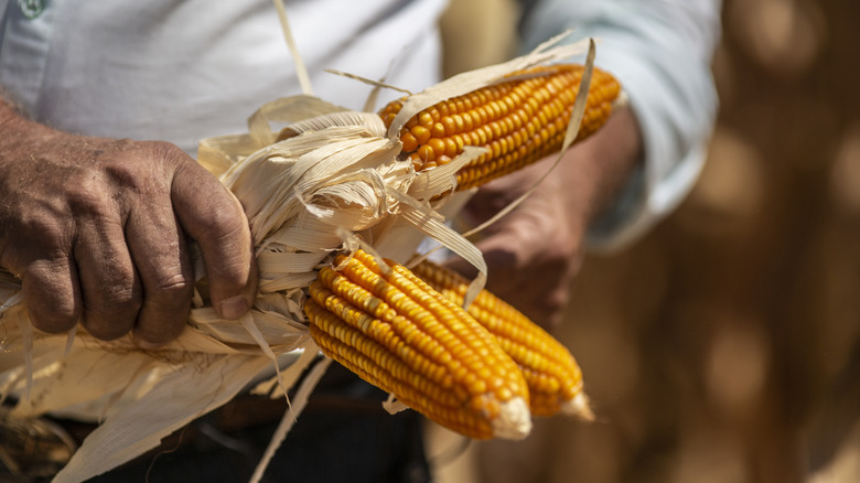 Farmer harvesting ears of corn