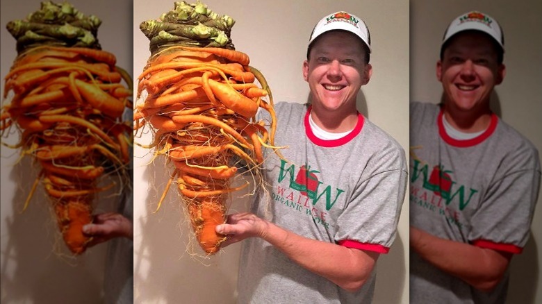 The world's largest carrot 