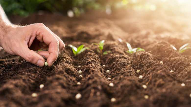 A farmer hand planting seeds in soil 