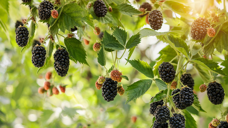 Bush with blackberries in varying stages of ripeness