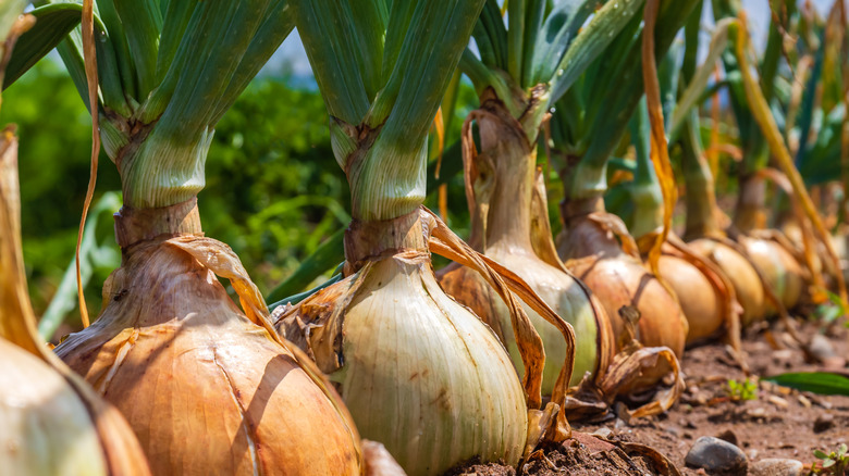 onions growing in field