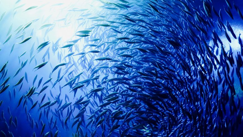 Fish and seafood