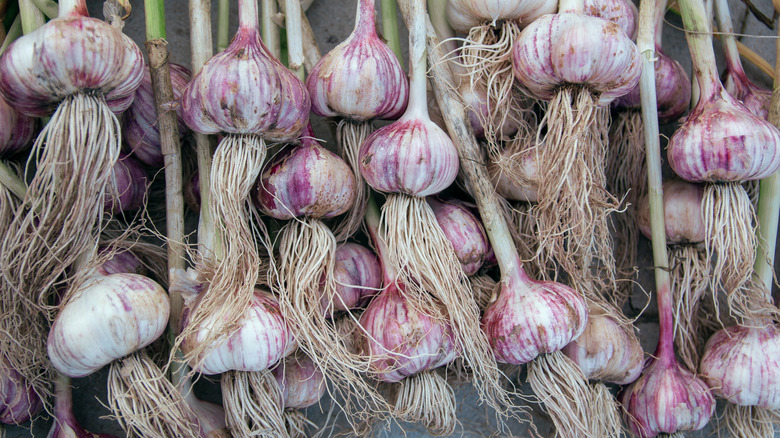 A bunch of garlic